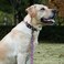 Olahibi Dog Collar Leash Set Leopard Pattern Polyester Material Adjustable Collar and 5ft Matching Leash for Large DogsL Colorful Leopard