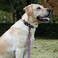 Olahibi Dog Collar Leash Set Leopard Pattern Polyester Material Adjustable Collar and 5ft Matching Leash for Large DogsL Colorful Leopard