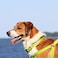 Pawtitas Reflective Dog Collar for Medium Dogs Adjustable Nylon Collar with QuickRelease Buckle Fits Neck 1320 in Night Safety Training Collar M Camouflage Green