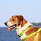 Pawtitas Reflective Dog Collar for Medium Dogs Adjustable Nylon Collar with QuickRelease Buckle Fits Neck 1320 in Night Safety Training Collar M Camouflage Green