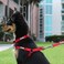 Pawtitas Solid Color Black Puppy or Dog Collar Small