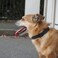 penseepet PENSEEPET Dog Collar Black Basic Adjustable Dog Collars with Breathable Quick Release Nylon Pet Collar for Puppy Small Medium Large Dogs Boy