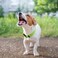 penseepet PENSEEPET Dog Collar Green Basic Dog Collars with Breathable Quick Release Nylon Pet Collar for Puppy Small Medium Large Dogs Boy Girl