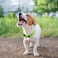 penseepet PENSEEPET Dog Collar Green Basic Dog Collars with Breathable Quick Release Nylon Pet Collar for Puppy Small Medium Large Dogs Boy Girl