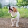 penseepet PENSEEPET Dog Collar Green Basic Dog Collars with Breathable Quick Release Nylon Pet Collar for Puppy Small Medium Large Dogs Boy Girl