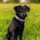 Petcare PETCARE Reflective Dog Collar with Cute Paw Rivet Studded Funny Soft PU Leather Adjustable Puppy Dog Collars for Small Medium Large Dogs Cats PinkLarge