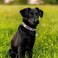 Petcare PETCARE Reflective Dog Collar with Cute Paw Rivet Studded Funny Soft PU Leather Adjustable Puppy Dog Collars for Small Medium Large Dogs Cats PinkXLarge