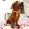 Petiry Soft Corduroy Fibric Dog Collar with High Grade Metal Buckle for Small DogsPinkSmall1015