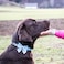 Pettsie Dog Bow Tie Collar Matching Owner Friendship Bracelet