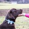 Pettsie Dog Bow Tie Collar Matching Owner Friendship Bracelet