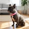 Pimaodog Rhinestones Dog Collar Adjustable Sparkly Crystal Studded Genuine Leather Pet Dog Collar for Small and Medium Dogs M Hot Pink