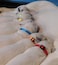 Periflowin Puppy ID Collar Identification Adjustable Collars for Newborn Dog Cat Super Soft Nylon Safety Puppy Whelping Litter Collars for Small Dogs and Puppies Release BuckleS