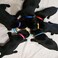 Luck Dawn Puppy ID Collars15 PCS Identification Soft Nylon Puppy Collars Adjustable Breakaway Safety Whelping Litter Collars for Newborn Puppies Kitten Set of 15 Round Button S Pack of 15