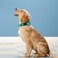 PWOD Reflective Dog Collar Adjustable Soft Neoprene Padded Nylon Pet Collars with Buckle for Small Dogs TealS