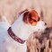 QQPETS Adjustable Soft Dog Collar Print Flower Pink Multicolor Cute Patterns for XS Small Medium Large Pet Girl Boy Puppy Walking Running Training