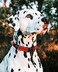 Rogz Reflective Dog Collar for Extra Large Dogs Adjustable from 1727 inches Black