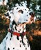 Rogz Reflective Dog Collar for Extra Large Dogs Adjustable from 1727 inches Black
