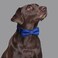Rhea Rose Dog Collar with Bow Tie for Girl or Boy Gift Soft Durable Bowtie Blue dot Small