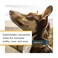 Ruffwear Hi Light Dog Collar Ultralight Quick Release Buckle Adjustable Trail Running Polyester Collar with Silent ID Attachment Sage Green 911