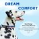 SHAWNCO ShawnCo Dream Walk Dog Collar Premium Adjustable and Comfortable Pet Collar for Small Medium Large and Extra Large Dogs M ICY Lilac