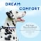 SHAWNCO ShawnCo Dream Walk Dog Collar Premium Adjustable and Comfortable Pet Collar for Small Medium Large and Extra Large Dogs M ICY Lilac