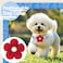 COZIRAE Small Dog Collar with Flower Spring Dog Collar for Girl Dog Collars for Small Dogs Cute Dog Collar with Bell Adjustable Length