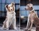 Runwing Soft Leather Dog Collar and Leash 66 Set Stylish Rose Gold Heavy Duty Metal Buckle 4 Adjustable Lengths Leash for Small Medium Large Dogs Comfortable Easy to Clean White XS812