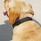 TDTOK Glittering Basic Dog Collar Comfy Durable Bling Dog Collar for Small Medium Large Dogs with EcoFriendly Plastic Buckle Adjustable Stylish Nylon Dog Collars Fit Necks 98224