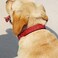TDTOK Glittering Basic Dog Collar Comfy Durable Dog Collar for Small Medium Large Dogs with EcoFriendly Plastic Buckle Adjustable Stylish Nylon Dog Collars Fit Necks 98224 L Red
