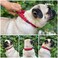 Tuff Pupper Heavy Duty Dog Collar with Handle Ballistic Nylon Heavy Duty Collar Padded Reflective Dog Collar with Adjustable Stainless Steel Hardware Convenient Sizing for All Breeds