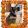 Unique style Unique Style Paws Dog Collar with Bow Bowtie Dog Collar Adjustable Collars for Small Medium Large Dogs and Cats