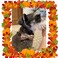 Unique style Unique Style Paws Dog Collar with Bow Bowtie Dog Collar Adjustable Collars for Small Medium Large Dogs and Cats