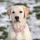 WHIPPY Leather Dog Collar for Small Medium Large Dog Adjustable Soft Breathable Leather Padded Puppy Collar with Alloy Buckle Heavy Duty Waterproof Classic Dog Pet CollarPinkM