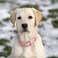 WHIPPY Leather Dog Collar for Small Medium Large Dog Adjustable Soft Breathable Leather Padded Puppy Collar with Alloy Buckle Heavy Duty Waterproof Classic Dog Pet CollarPinkM
