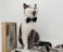 ZTON Handcrafted Adjustable Formal Pet Bowtie Collar Neck Tie for Dogs Cats L Black