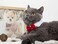 ZTON Handcrafted Adjustable Formal Pet Bowtie Collar Neck Tie for Dogs Cats L Red