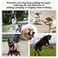 BARKLESS Dog Head Collar No Pull Head Halter with Soft Padding Reflective Soft Padded Snout Harness for Small and Medium Dogs