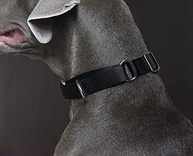 Alainzeo Martingale Dog Collar Heavyduty Nylon Dog Collar Black Small