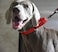 Alainzeo Martingale Dog Collar Heavyduty Nylon Dog Collar Red Large