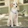 haoyueer Martingale Dog Collar Stainless Steel Chain No Pull Training Collar with Flower Design for Large Medium Small Dogs S Green