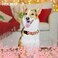 Hikiko Floral Dog Collar for Small Medium Large Dogs Adjustable Nylon Flower Martingale Collars with Quick Release Buckle Creamy NaturalM