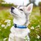Hikiko Martingale Collar for Dogs Soft Durable Dog Collar for Small Medium Large Boy and Male Dogs No Pull No Slip Safety Buckle Dog Collars HillMedium