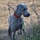 Hikiko Martingale Dog Collars Reflective Nylon Dog Collar with Quick Release Buckle Adjustable Training No Slip Dog Collar Small Red