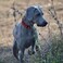 Hikiko Martingale Dog Collars Reflective Nylon Dog Collar with Quick Release Buckle Adjustable Training No Slip Dog Collar Small Red