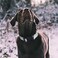 Hikiko Reflective Martingale Collar for Small Dogs with Buckle Adjustable Training Walking No Slip Collars Sliver Gray S