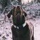 Hikiko Reflective Martingale Collar for Small Dogs with Buckle Adjustable Training Walking No Slip Collars Sliver Gray S