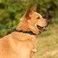 Hyhug Martingale Collar for Dogs Small Blue Escape Proof Heavy Duty Nylon Durable No Buckle Ideal for Training Daily Walks