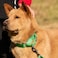 Hyhug Martingale Collar for Dogs Small Green Escape Proof Heavy Duty Nylon Durable No Buckle Ideal for Training Daily Walks