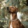 JIPIMON Chain Dog Collar Adjustable Choke Collar Dog Training Collar for Small Medium Large Dogs Small