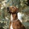 JIPIMON Chain Dog Collar Adjustable Choke Collar Dog Training Collar for Small Medium Large Dogs Small